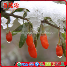 Venta caliente bayas de goji bayas frescas de goji ningxia bayas con precio bajo